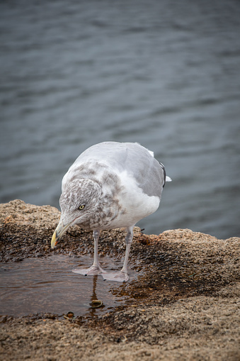 A seagull drinks from a small water puddle on the Maine Coast