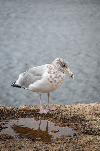 A seagull drinks from a small water puddle on the Maine Coast