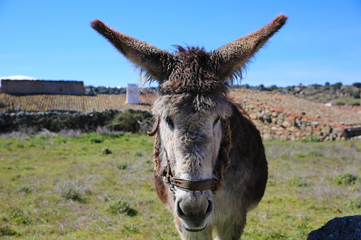 Funny donkey in the village