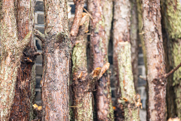 harvesting firewood for winter, preparing for winter in rural areas