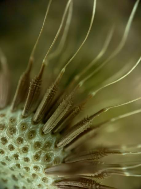 istock Extreme close up of dandelion 2143113769