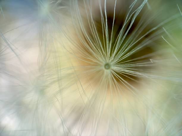 istock Extreme close up of dandelion 2143141342