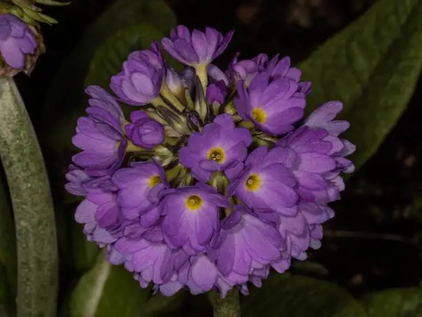 Photo of Purple Drumstick Primrose.