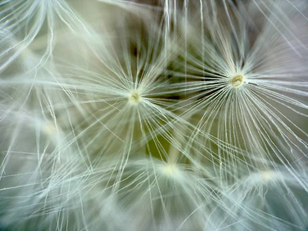 istock Extreme close up of dandelion 2143145511