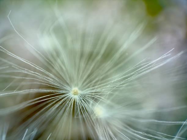 istock Extreme close up of dandelion 2143146015