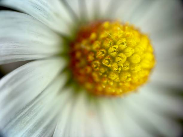 Extreme close up of daisy