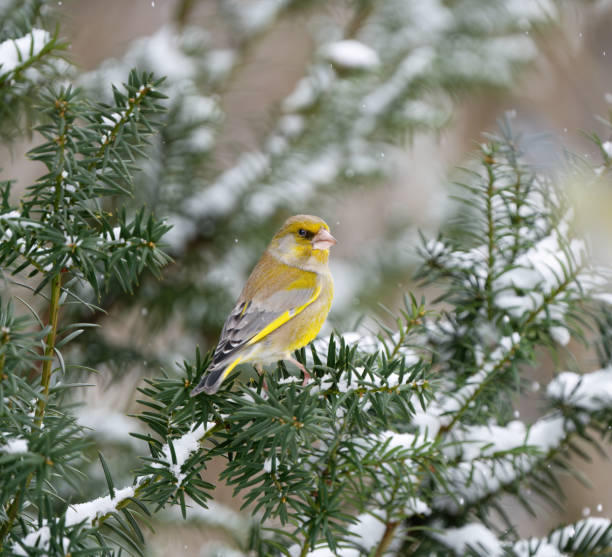 european greenfinch in the snow, oslo norway - chloris zdjęcia i obrazy z banku zdjęć
