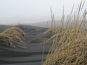 wild grass in a black sand beach in iceland near Vestrahorn