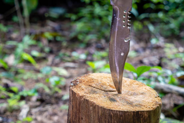 istock hunting knife stuck in tree in forest 2143175022