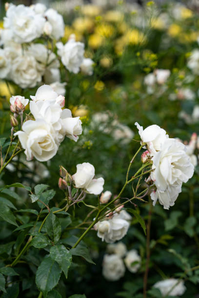 istock Beautiful white flowers surrounded by green 2143182271
