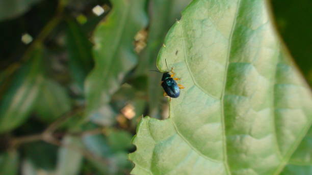 insect beetle - coleoptera - coleoptera zdjęcia i obrazy z banku zdjęć