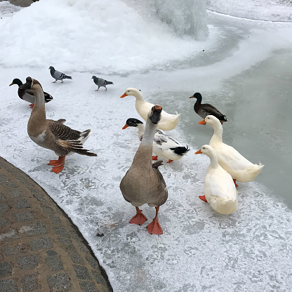 Swans on the frozen pond in Ankara Kuğulu Park