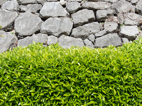 Laureestine hedge near large stones retaining wall. Using of viburnum lucidum in the urban landscape design.\nWild laurel pruned bright green plants. Viburnum odoratissimum or sweet viburnum.