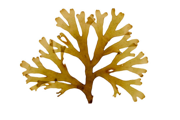 istock Dictyota dichotoma brown algae isolated on white. Forkweed seaweed. 2143201507