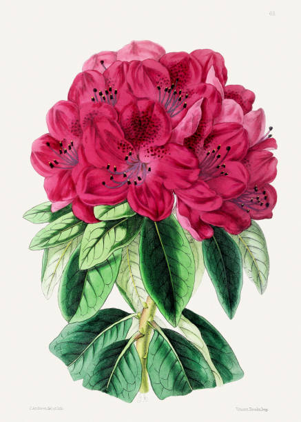 istock Vintage Flower Illustration. Delicate Blooming Flowers 2143212816