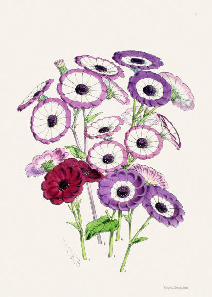 istock Vintage Flower Illustration. Delicate Blooming Flowers 2143213339