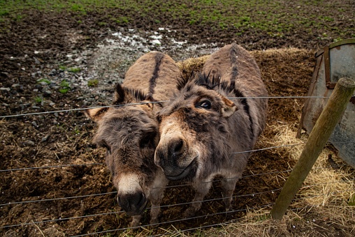 Two Miniature Donkeys Begging For Food.