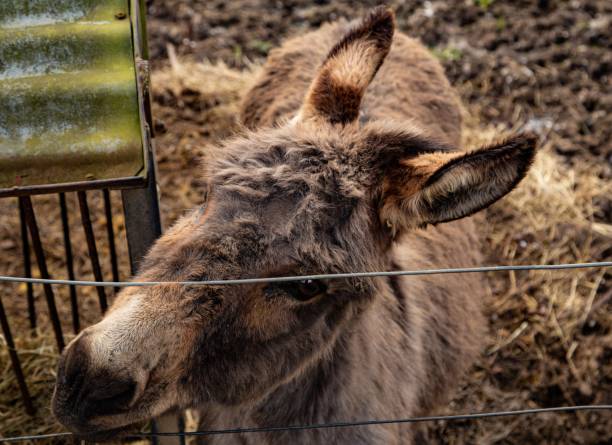 istock Miniature Donkey Scratches Head On Fence. 2143247508