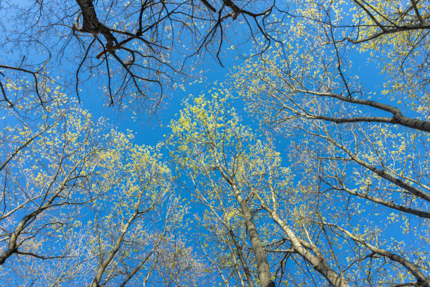 Blooming flowers of maple trees in the spring forest. A branch of a blossoming maple tree in the morning forest in early spring on a sunny day - low angle view.