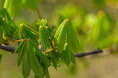 Young leaves of a horse chestnut in the forest