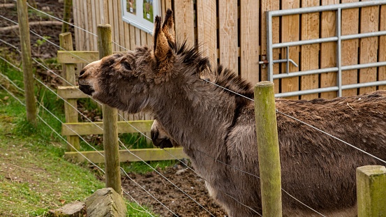 Miniature Grey Donkey Begging For Attention.