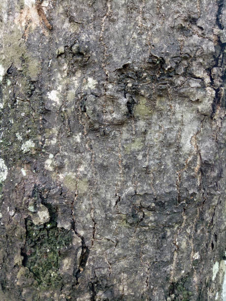 istock The texture of an old tree trunk with some cracks in the bark 2143254830