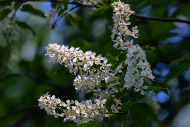 Branch with a blooming bird cherry in the middle of the forest. Bird cherry tree (Prunus padus, known as hackberry, hagberry, or Mayday tree) in the spring turns into a white flowering tree, which stands out in the Moscow forests with its white beauty.
