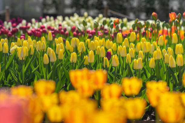 Lots of beautiful tulips and their buds: the flowers are just blooming. The saturation and variety of colors is inspiring. Apothecary Garden (The Botanical Garden of the Faculty of Biology of Moscow State University), Moscow, Russia.