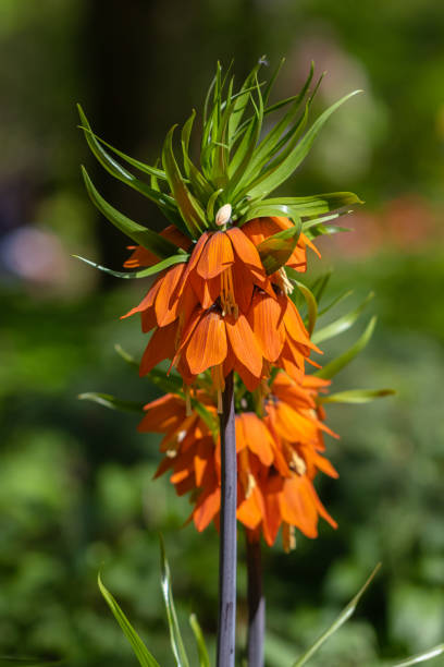 istock Crown imperial Lily in the garden in spring 2143263420