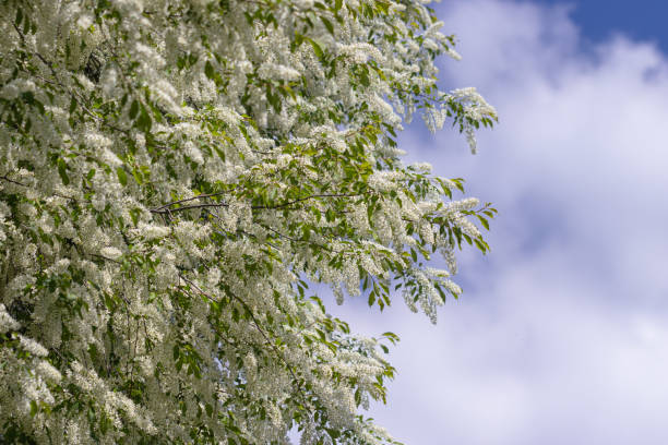 istock Blooming bird cherry tree against the background of the spring sky. 2143263946