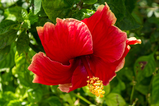 Red hibiscus flower in the morning, Penang, Malaysia
