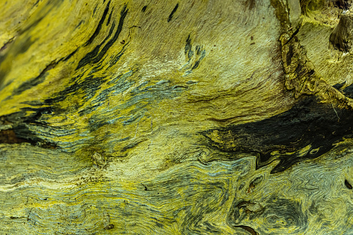 A close up of a part of the tree bark as it decays on the forest floor.