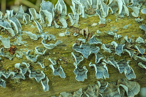 Turkey tail mushrooms growing on decaying tree bark in the forest.