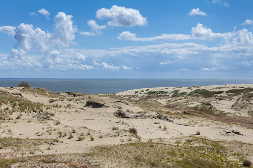 Sand dunes on the Curonian Spit. Sand dunes covered with bushes and various grass on the Curonian Spit in the middle of the day, Kaliningrad