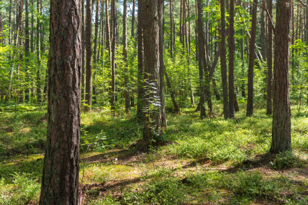 istock Pine trees in the forest on the Curonian Spit. 2143278175