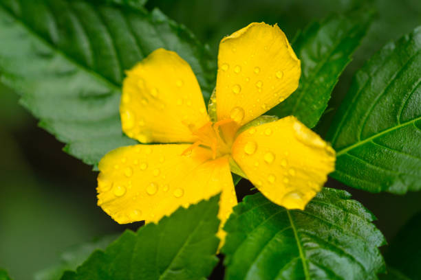 Raindrops on damiana (Turnera diffusa)  flower, Vietnam, Muine