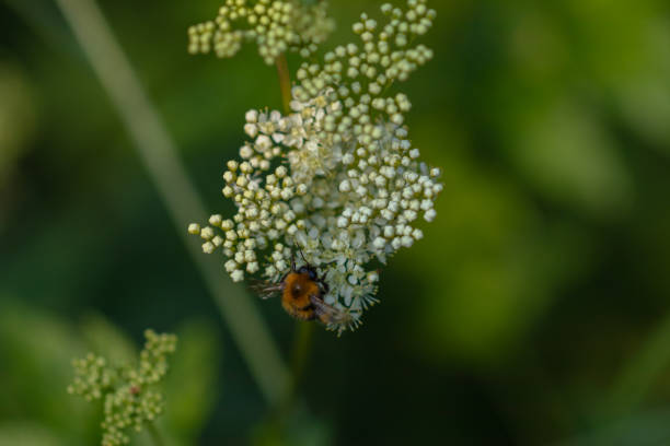 istock Bumblebee on bright white Meadowsweet flowers in the field on a summer evening, illuminated by the rays of the setting sun 2143291831
