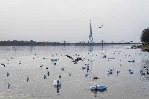 Landscape with swans, seagulls and ducks in the Daugava river. In the background is the island of Zakusala with a television tower