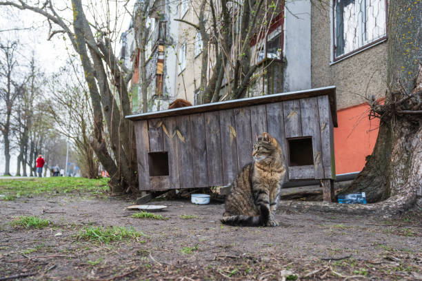 istock Street cat in Kengarags district of Riga, Latvia 2143294510
