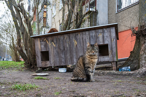 Street cat in Kengarags district in Riga, cat house in the background. The cats are fed by the residents of the area