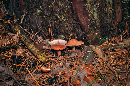 Small mushrooms in the autumn forest.