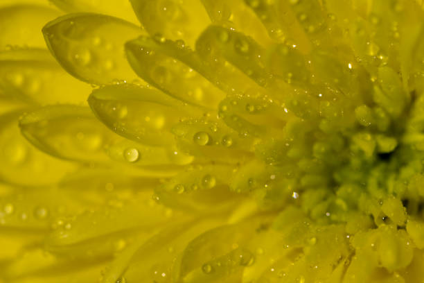 Chrysanthemum flower with water drops on the petals
