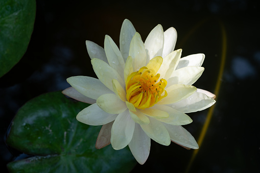 White and Yellow Water Lily Flower