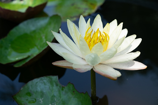 Yellow and White Water Lily Lotus Blossom in the pond