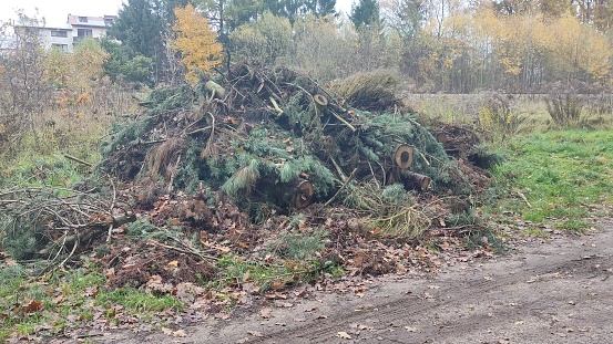 Large pile of sawn trees