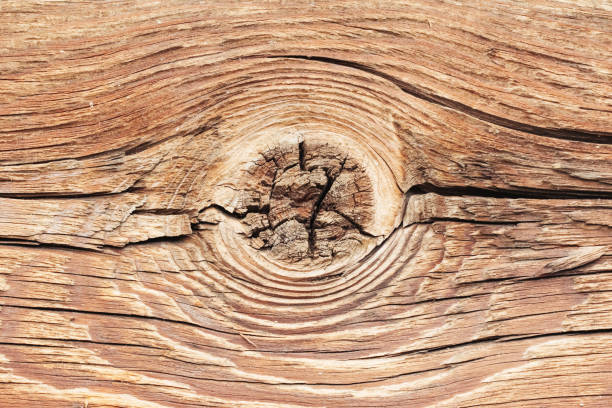 Cut tree slice cross section. Uneven natural material board.
