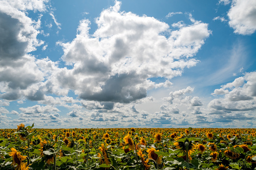 A field of sunny flowers near Winnipeg, Manitoba.