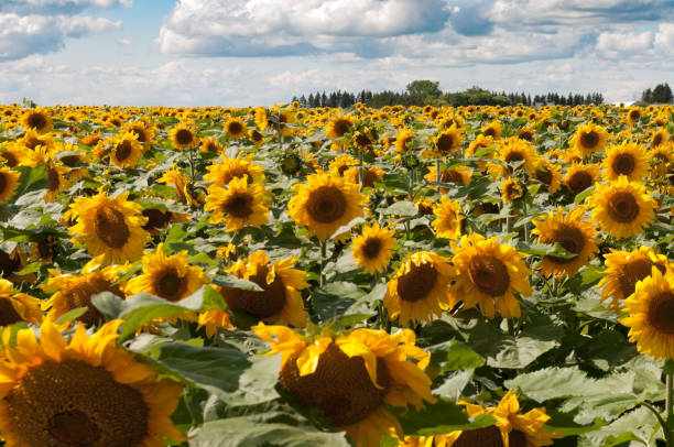 istock Sunflower field Manitoba 2143334858