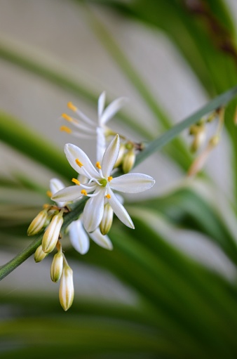 Chlorophytum comosum, often called spider plant but also known as airplane plant, St. Bernard's lily, ribbon plant and hen and chickens is a species of perennial flowering plant. White flowers and buds.