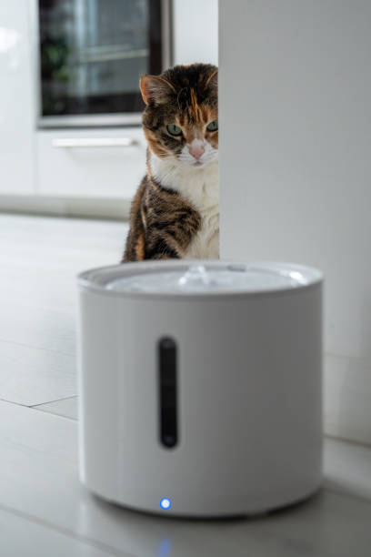 istock Curious cat looks at smart drinking fountain that owners bought him to prevent urinary tract disease 2143337726